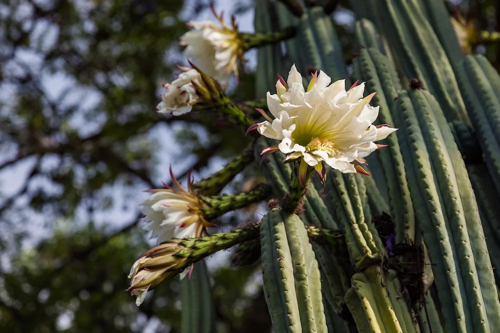 Ananda San Pedro Huachuma Retreat