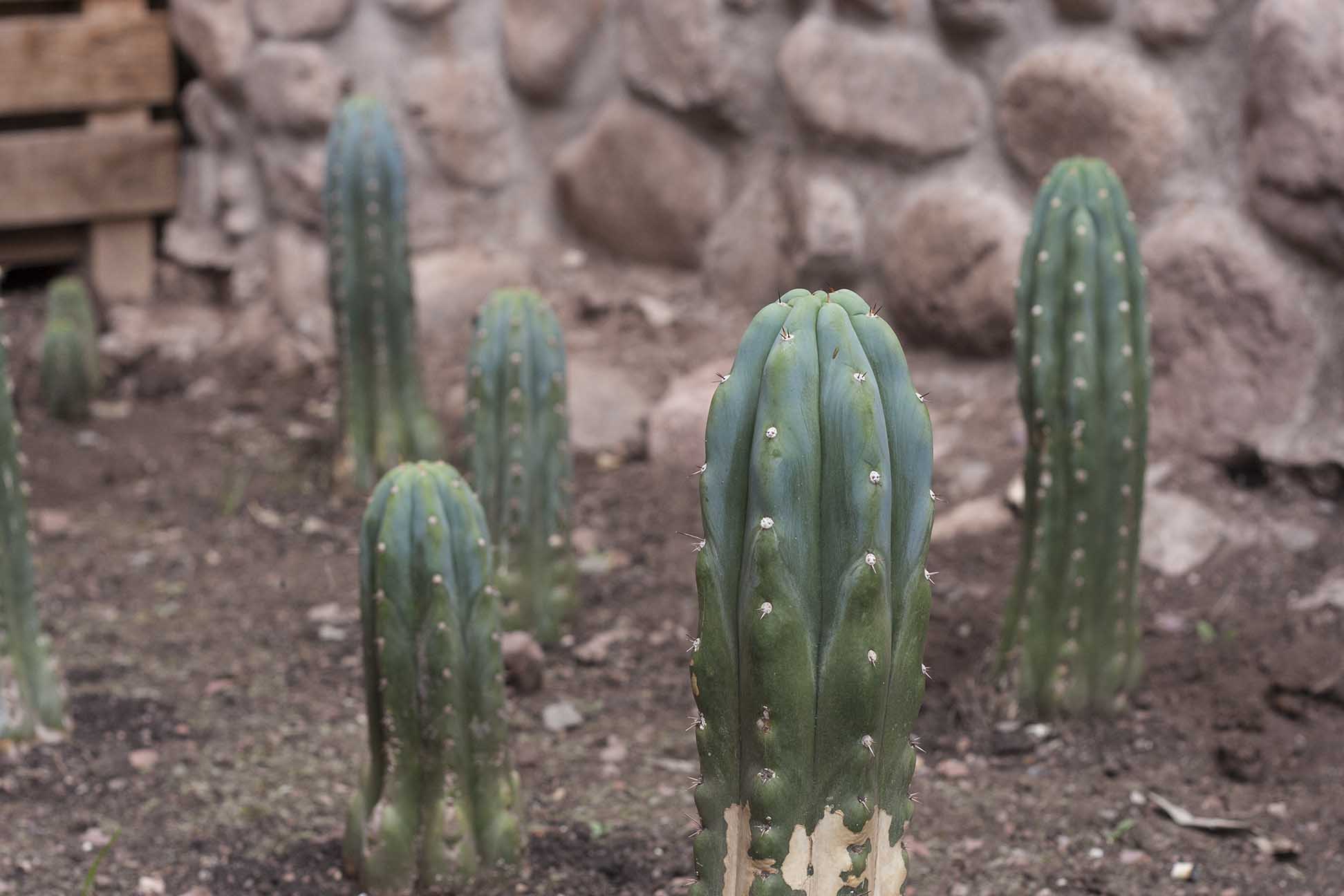 Cactus sprouting out of the ground in preparation for a san pedro retreat.