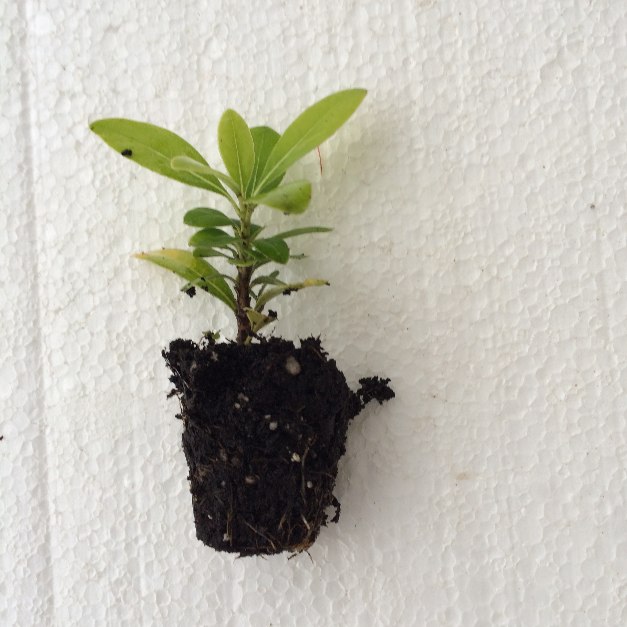 Ceanothus thyrsiflorus
