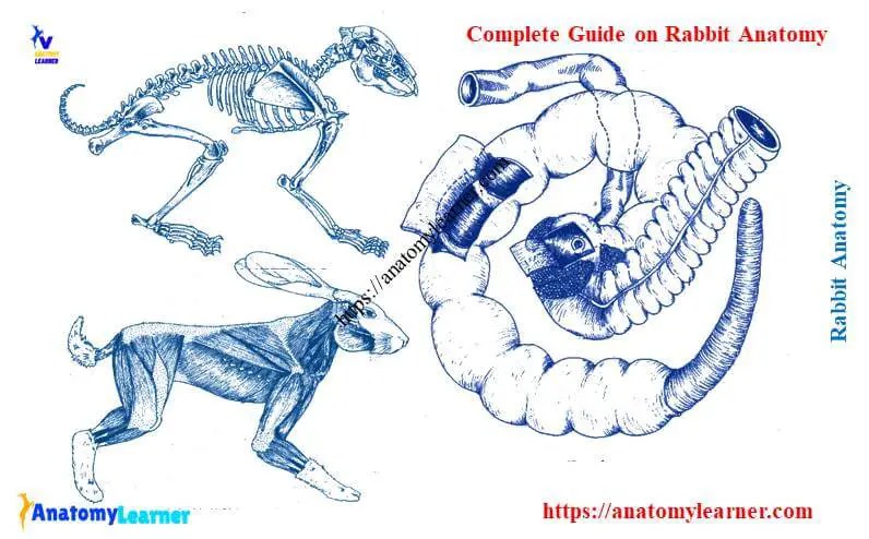 Find the perfect rabbit anatomy stock photos and editorial news pictures from getty images. Rabbit Anatomy Skeleton Muscles And Internal Organs Anatomylearner The Place To Learn Veterinary Anatomy Online