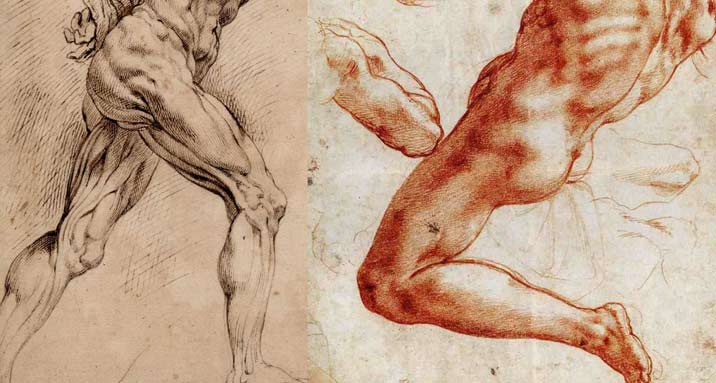 Character Anatomy Male