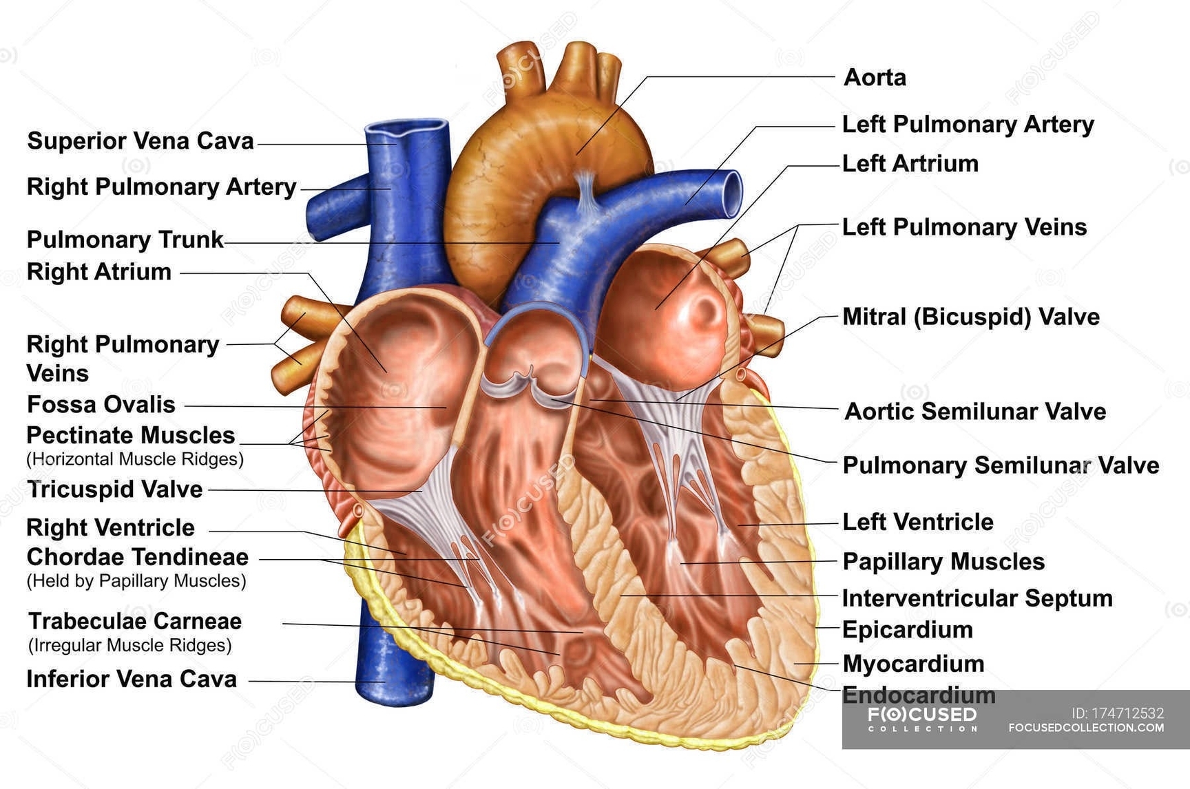 Human heart anatomy