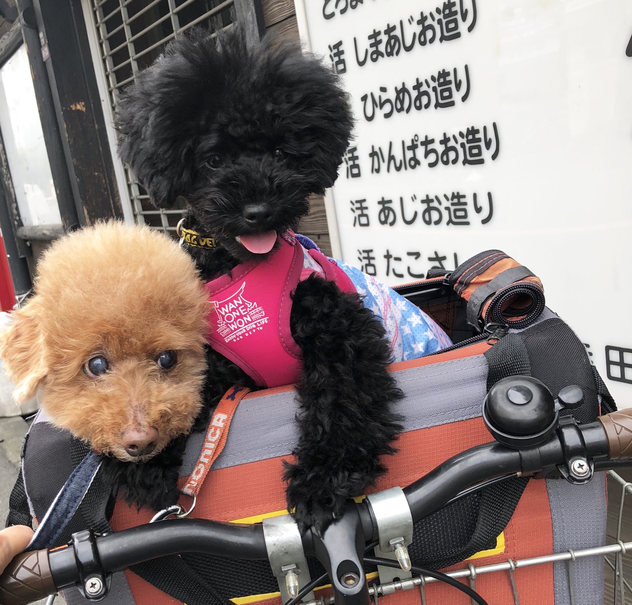 膝蓋骨脱臼 パテラ について Anberso Blog 膝蓋骨脱臼 パテラ について Anberso Blog