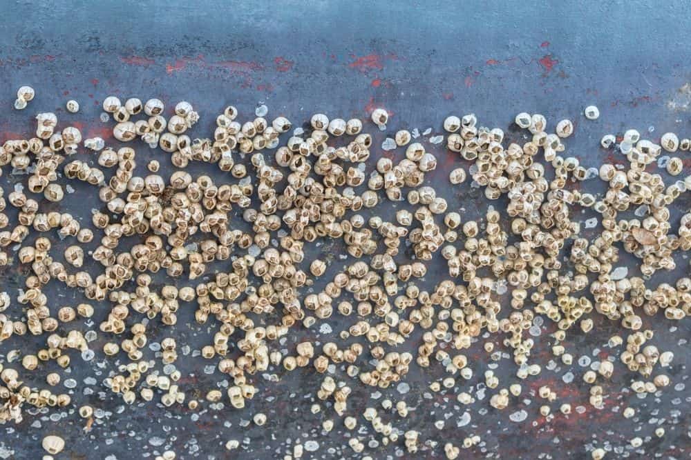 If you’re getting ready to buy a boat, you’ll most likely head to boat shows and compare prices and models. How To Remove Barnacles From Inflatable Boats Anchor Travel