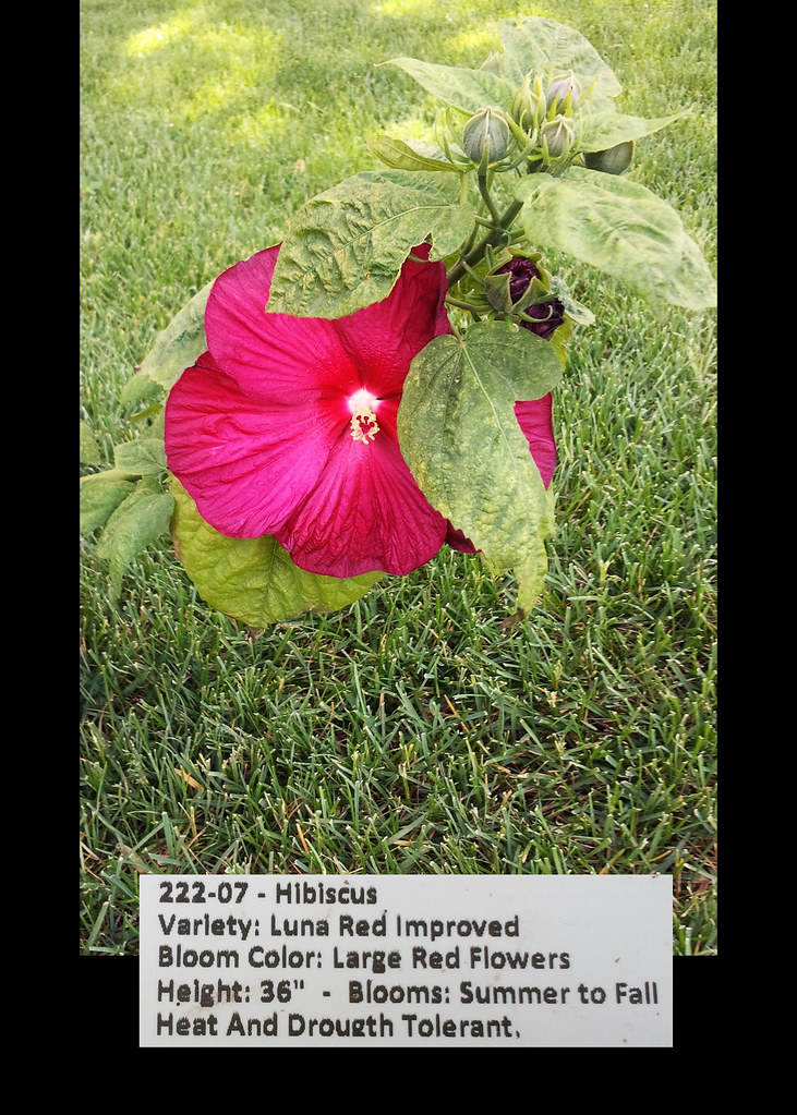 Hibiscus