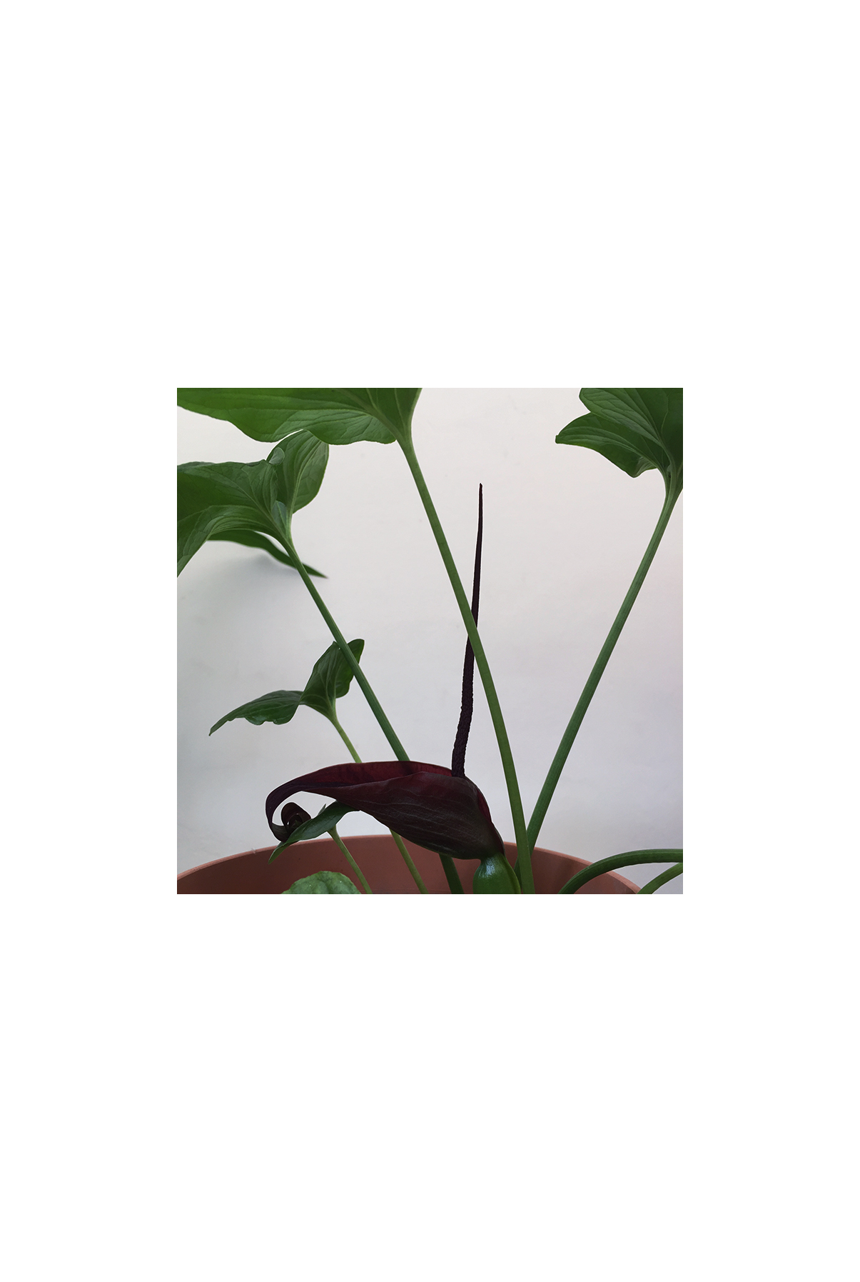 La doble vida I (IV), 2017- Fotografía color -15 x 10 cm