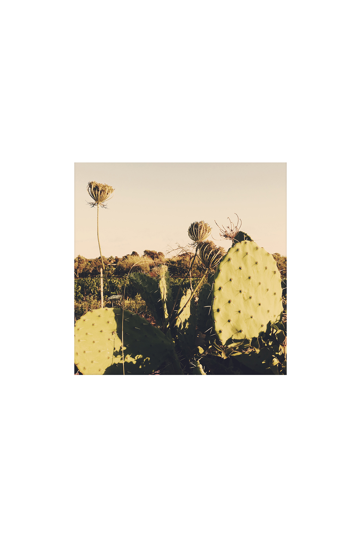 La doble vida IV (II), 2017- Fotografía color -15 x 10 cm