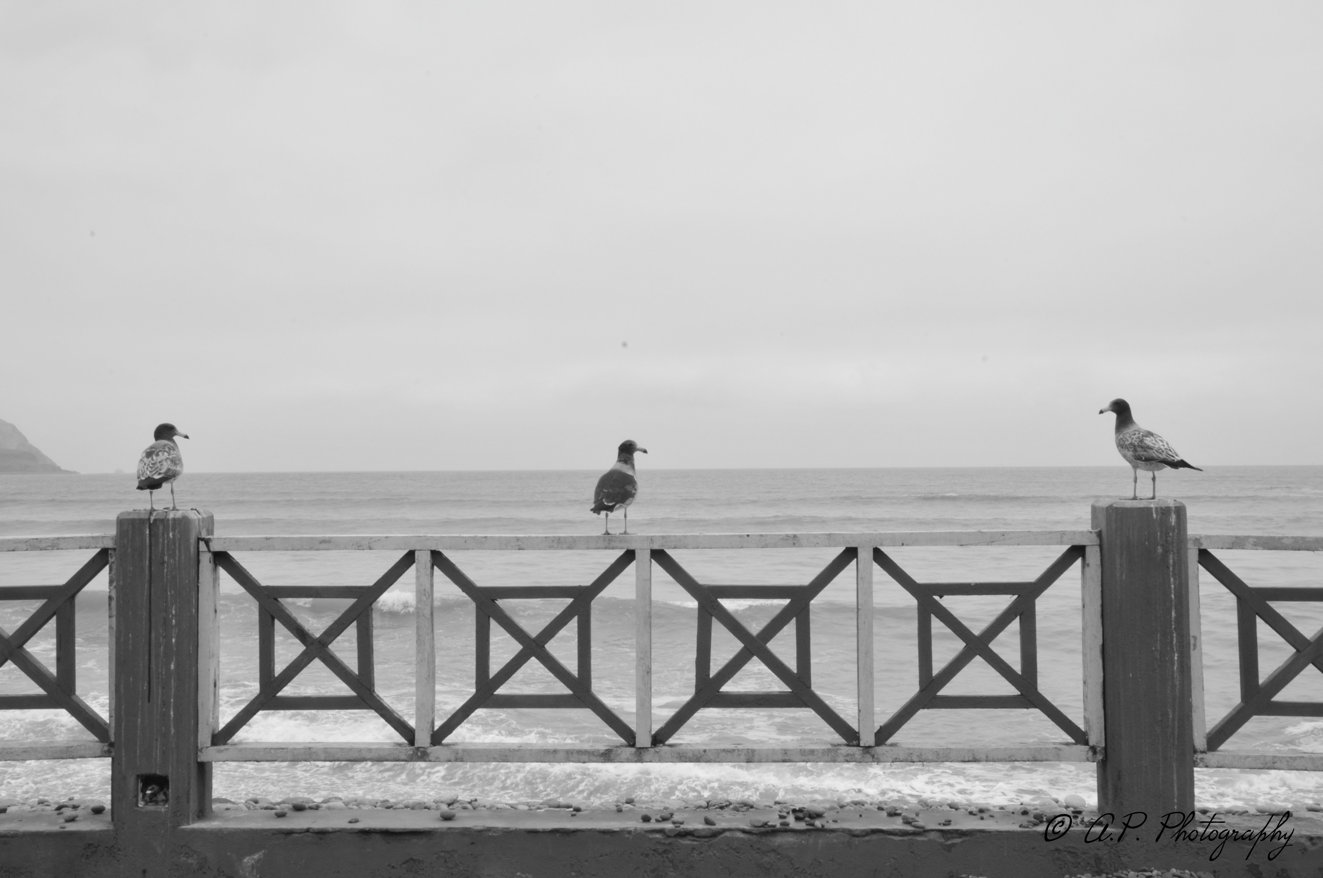 DSC_5499