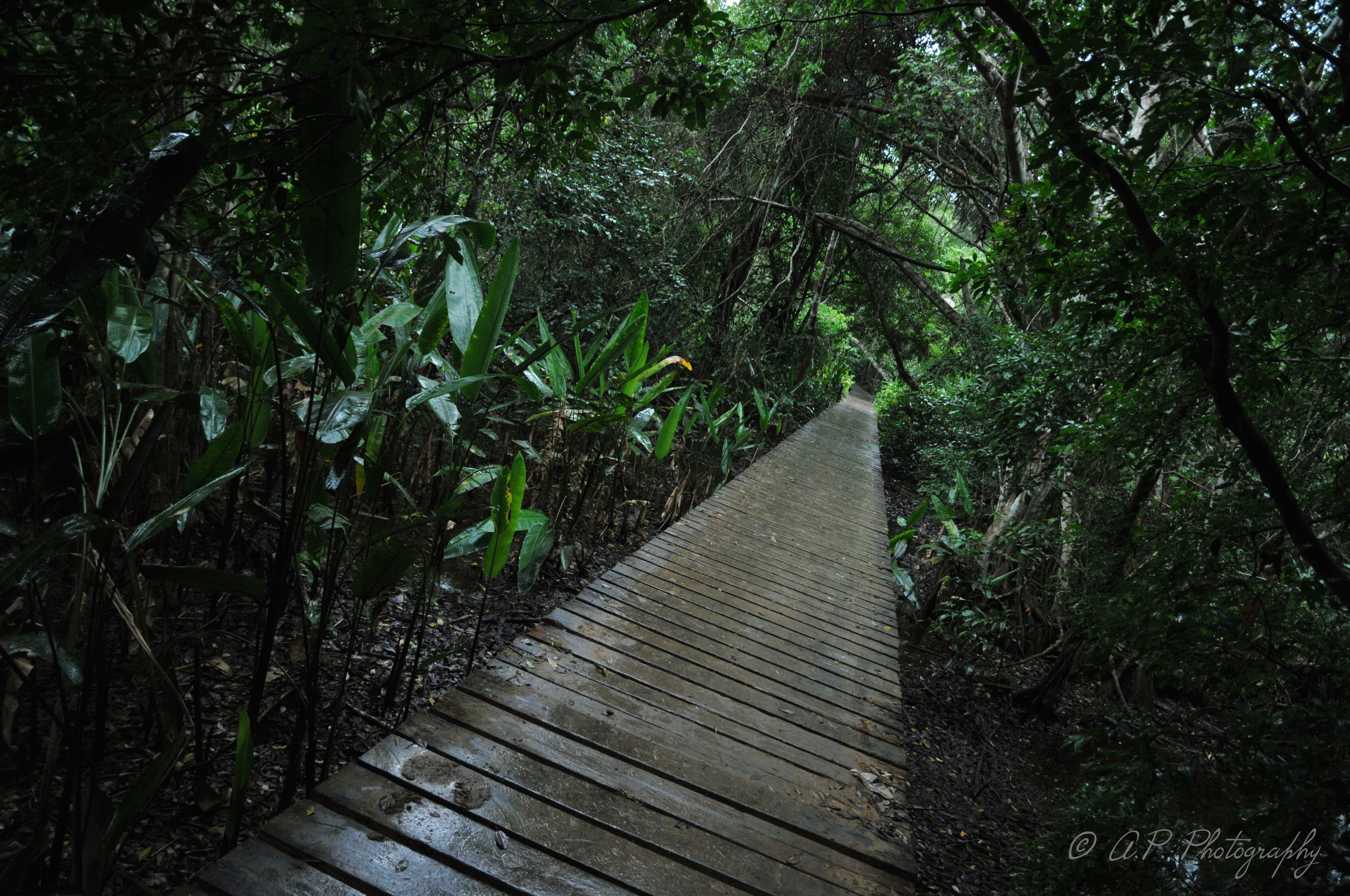 DSC_6199 (1)