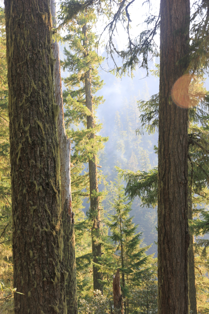 Yosemite An Ecosystem Nourished Wildfire 