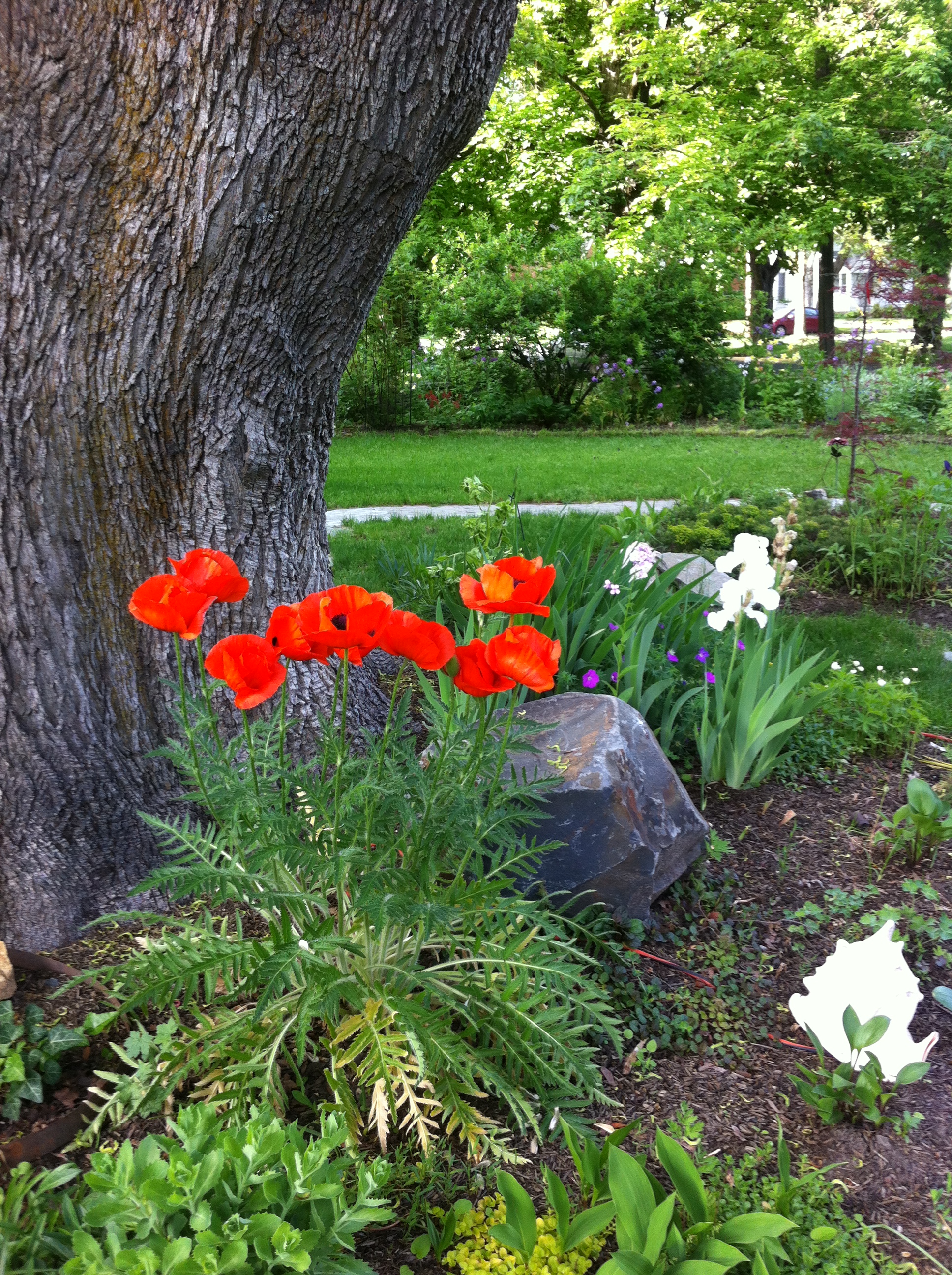 Dark orange flowers by tree