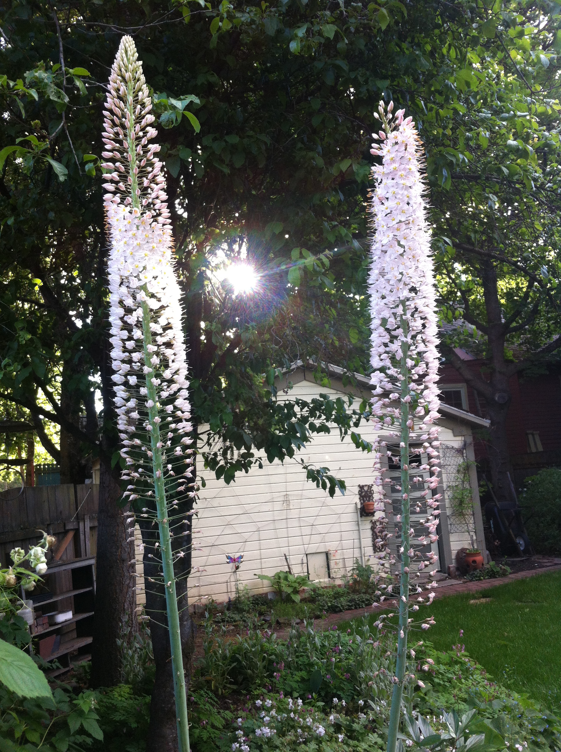 Tall white flowers