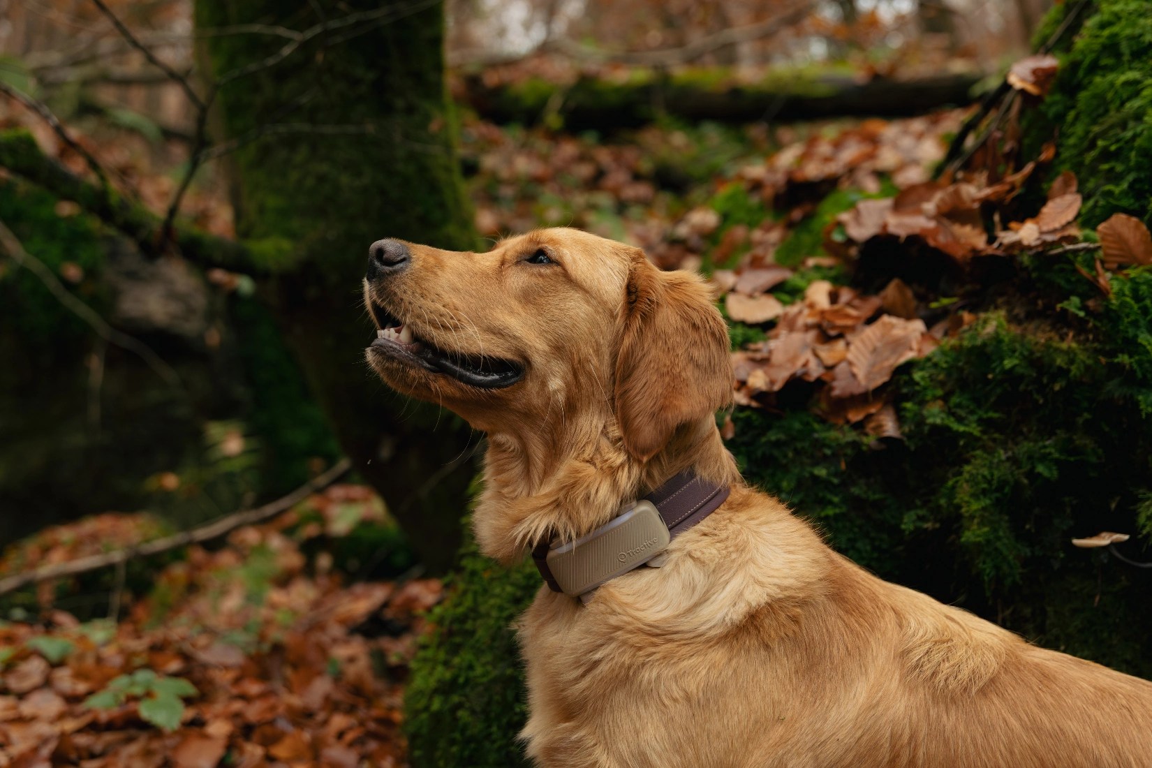 androidguys.com - Tractive Pivots to Comprehensive Wellness with New AI-Driven Tracking Hardware