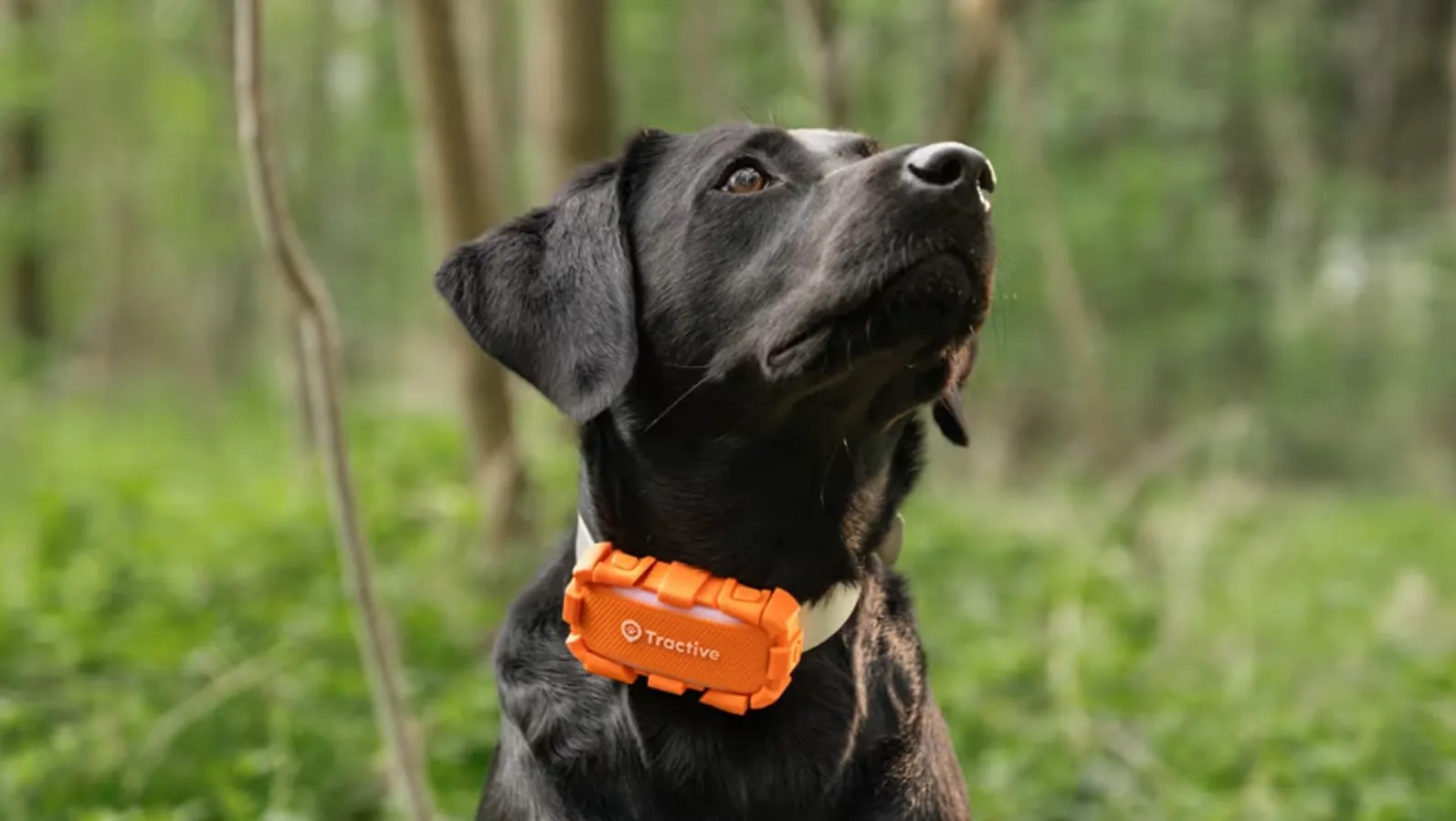 Tractive Launches DOG 6 XL Adventure GPS Tracker With Six-Week Battery Life