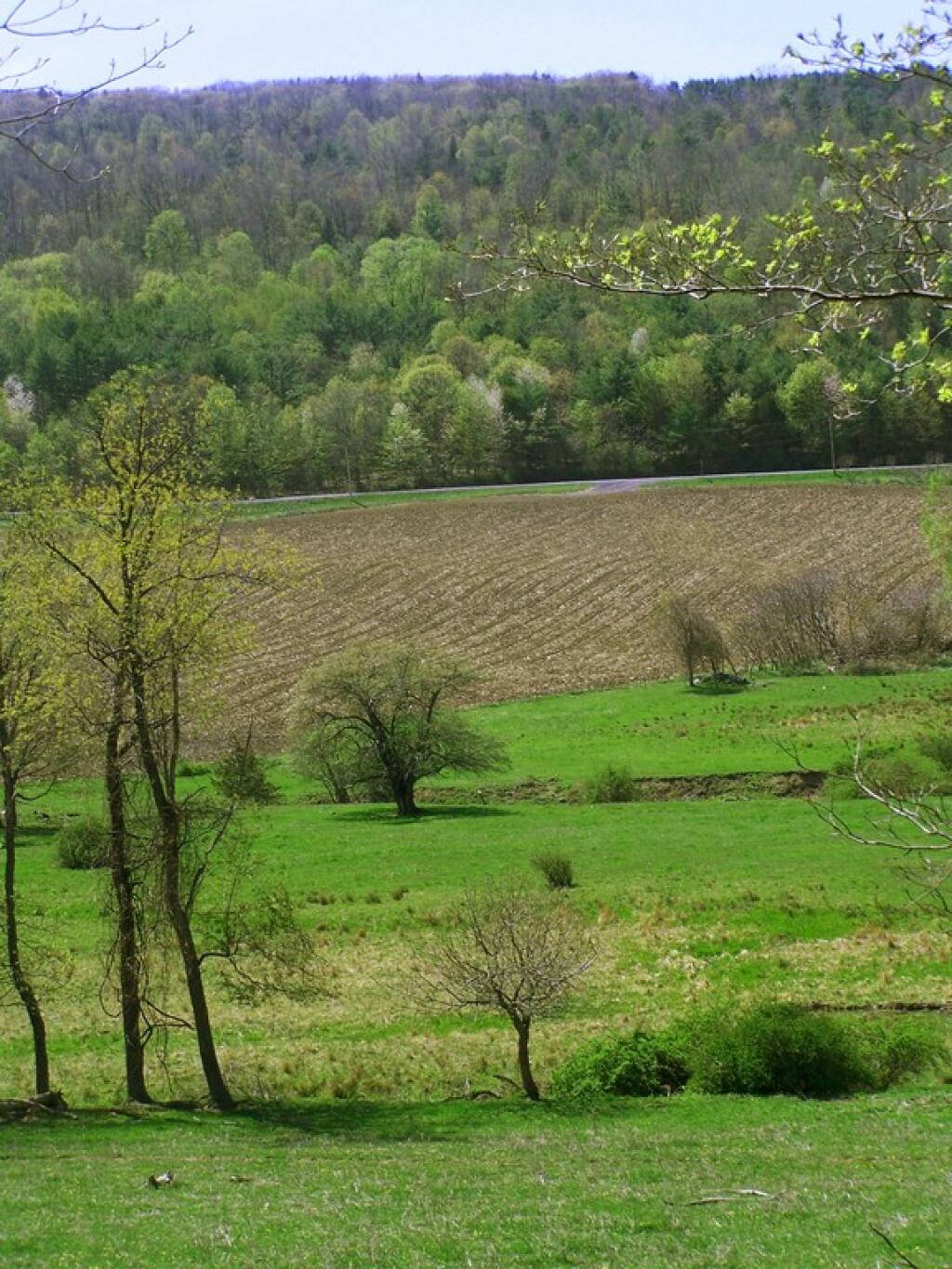 Pasture and Field