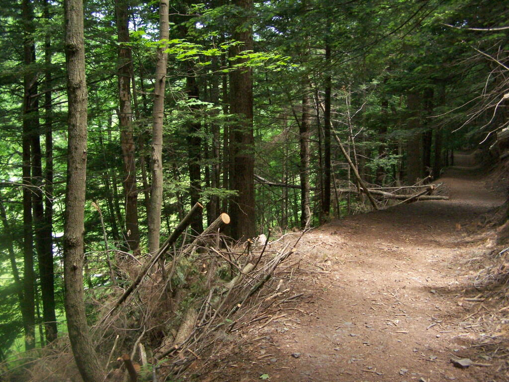Old Road Bed