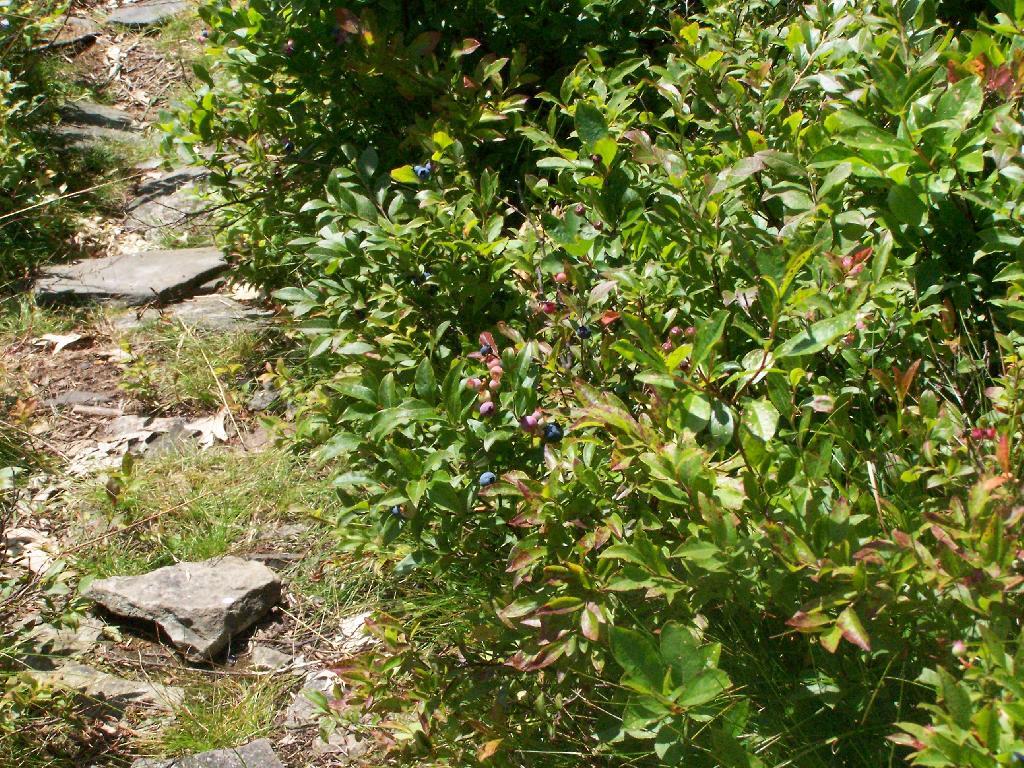 Blueberries Along the Trail