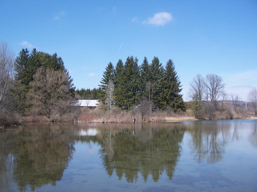 Shallow Pond