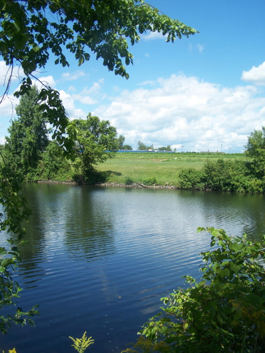 Grape Farm Along Canal