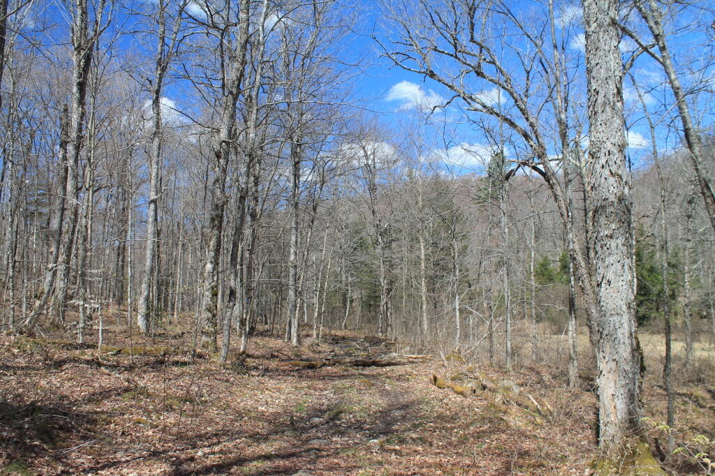 Old Woods Road