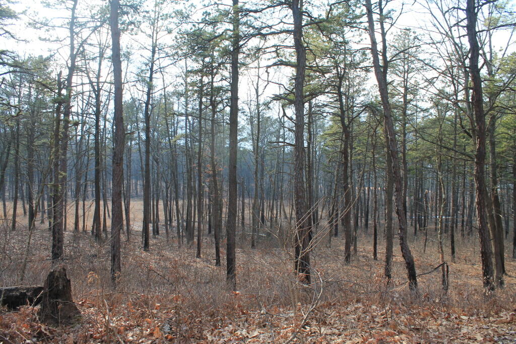 Thru the Pine Barriens