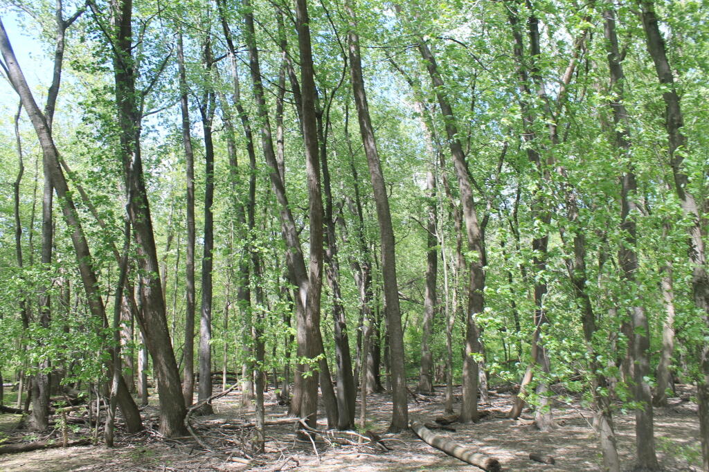 Trees