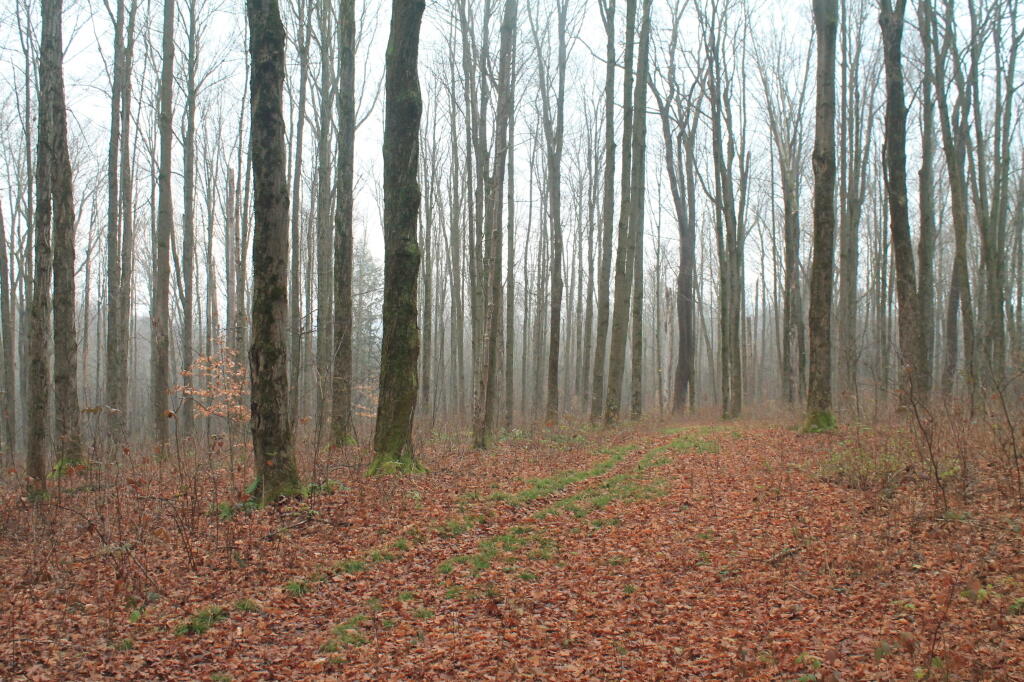 Foggy Woods