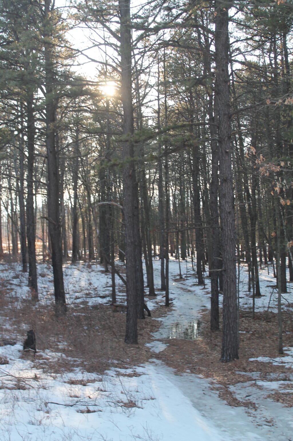  Sun thru White Pine