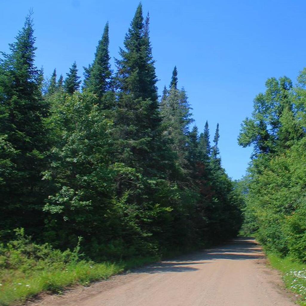 Old growth spruce