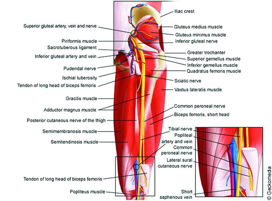 Anatomy of the neuraxis, thoracic and abdominal walls, upper and lower ...