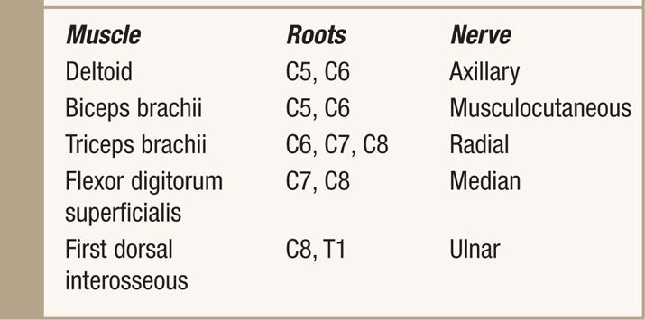 EMG and Nerve Conduction Studies | Anesthesia Key