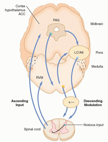 Modulation of Spinal Nociceptive Processing | Anesthesia Key