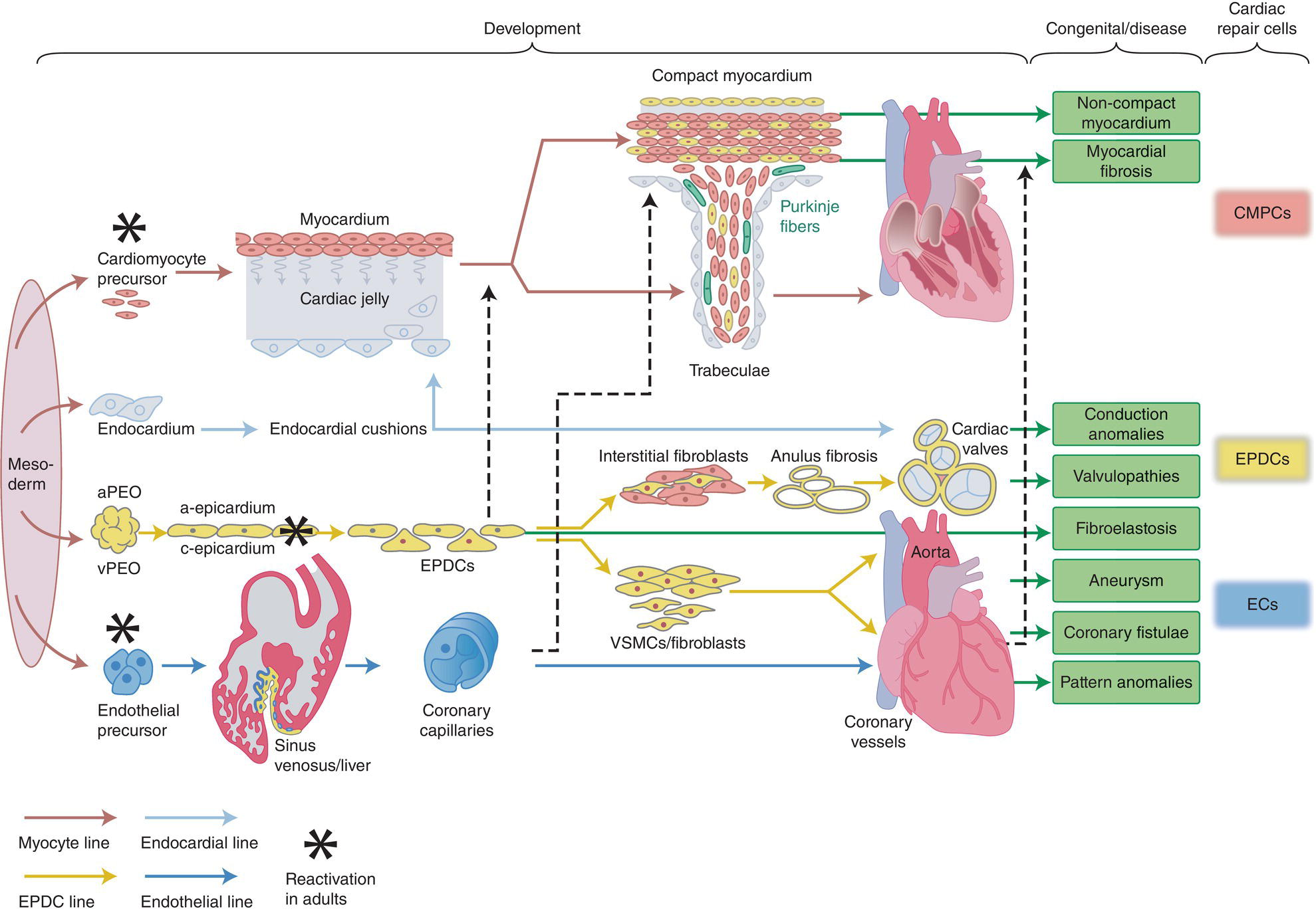 6: Development of the Cardiovascular System | Anesthesia Key