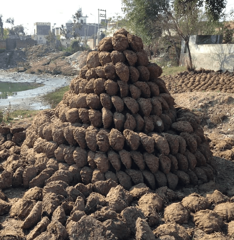 Piles of dung cakes drying. Nihal Singh Wala, District Moga, Punjab, India 2014. Photo by Satdeep Gill, CC By-SA 3.0.