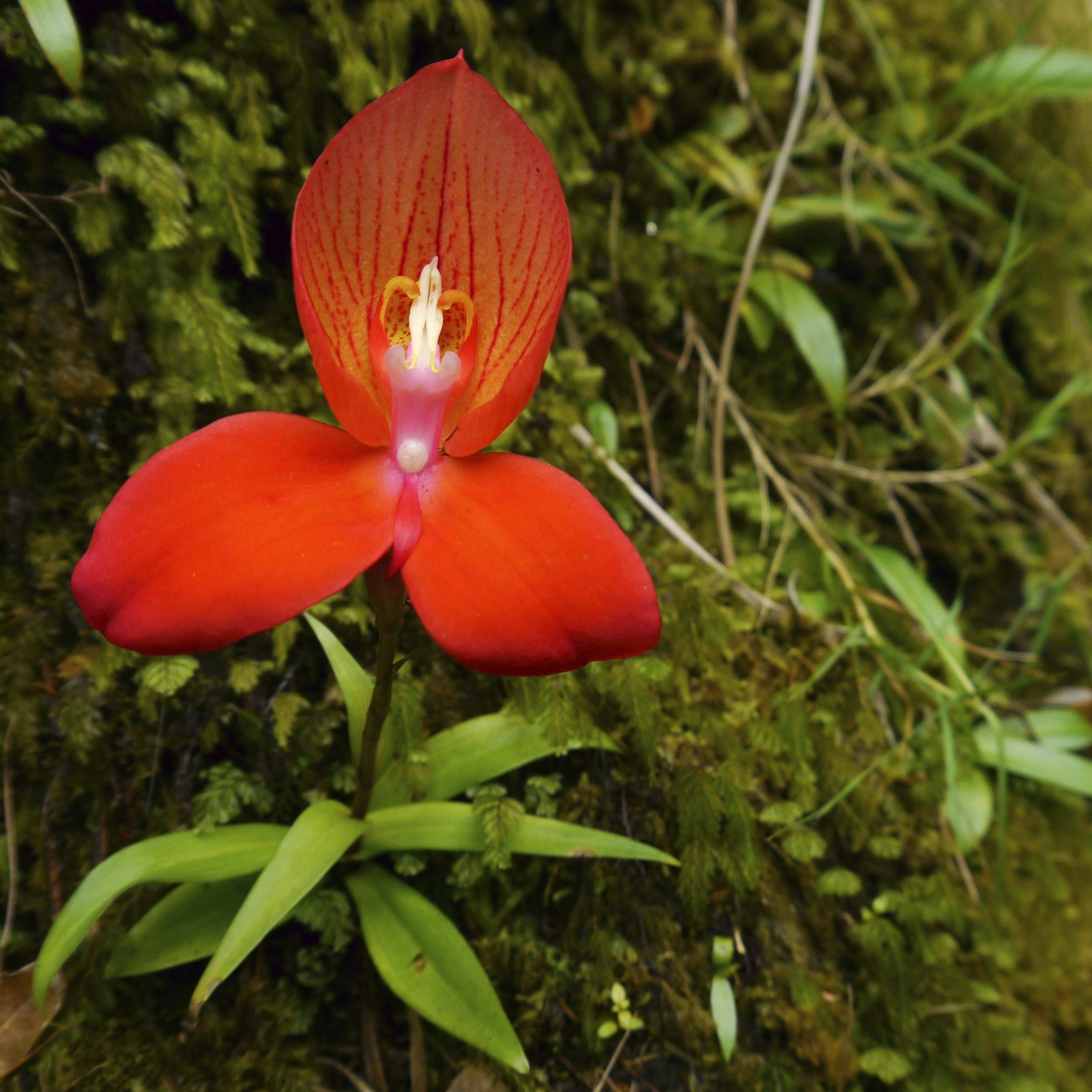 Red Disa