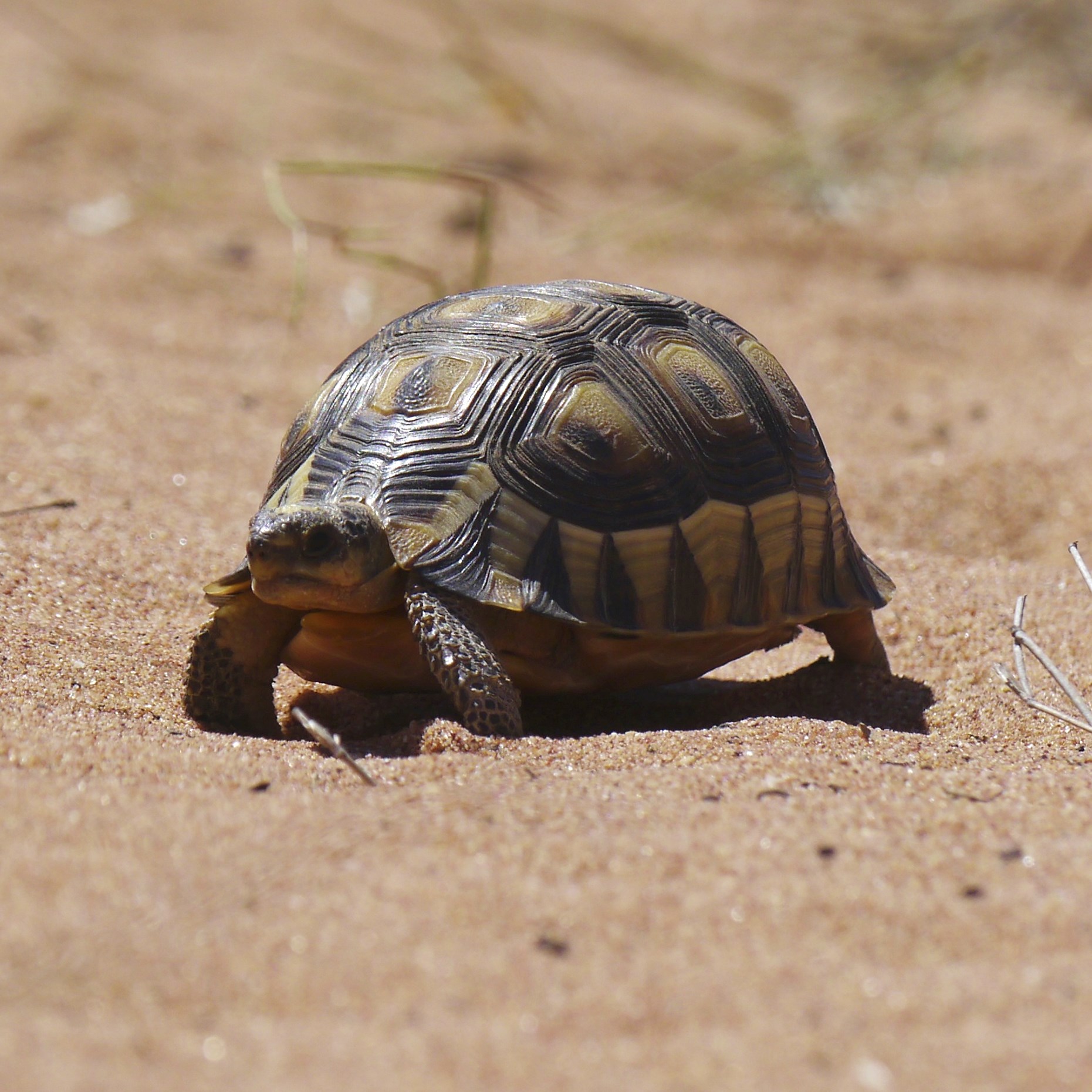 A tortoise