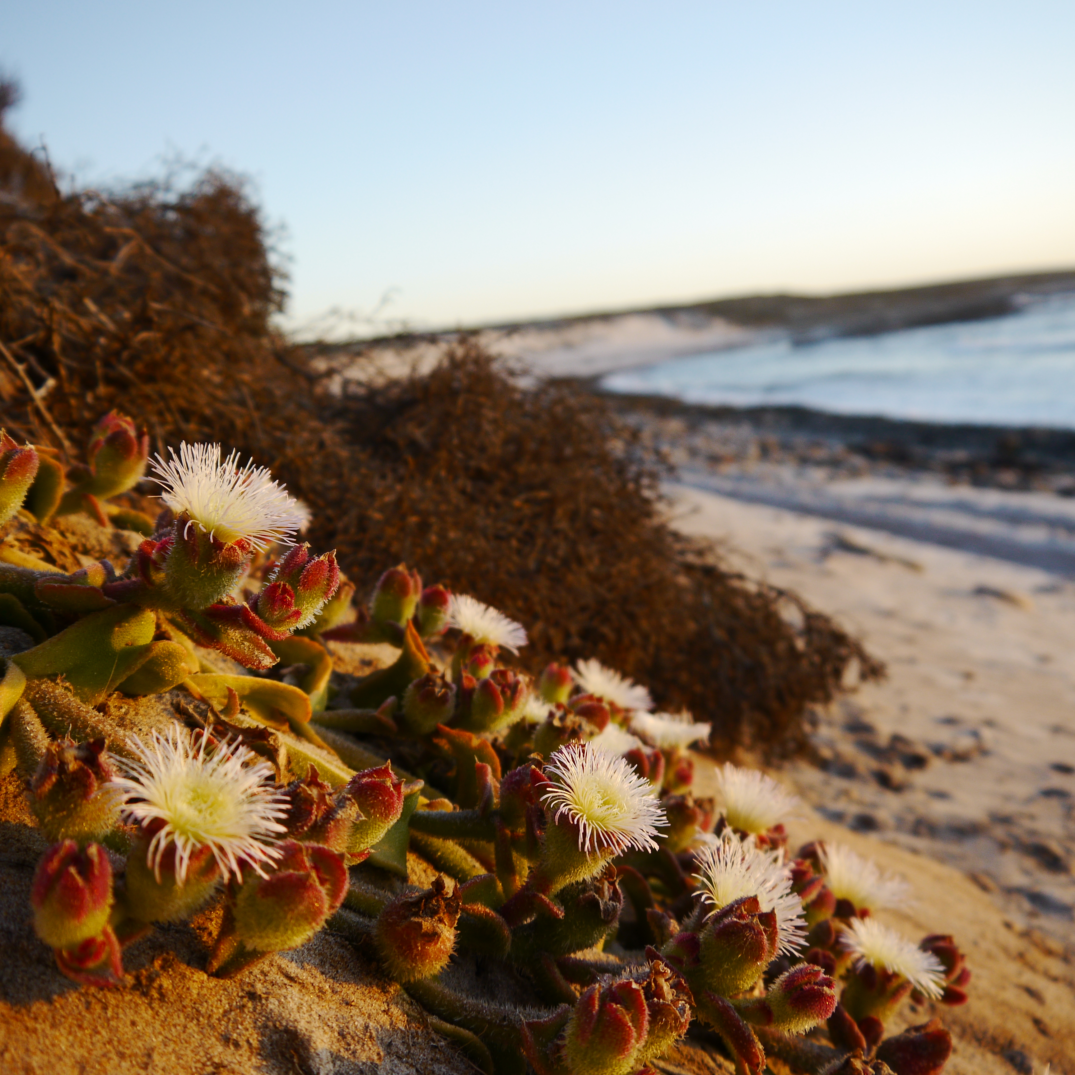 "Vygies" along the beach