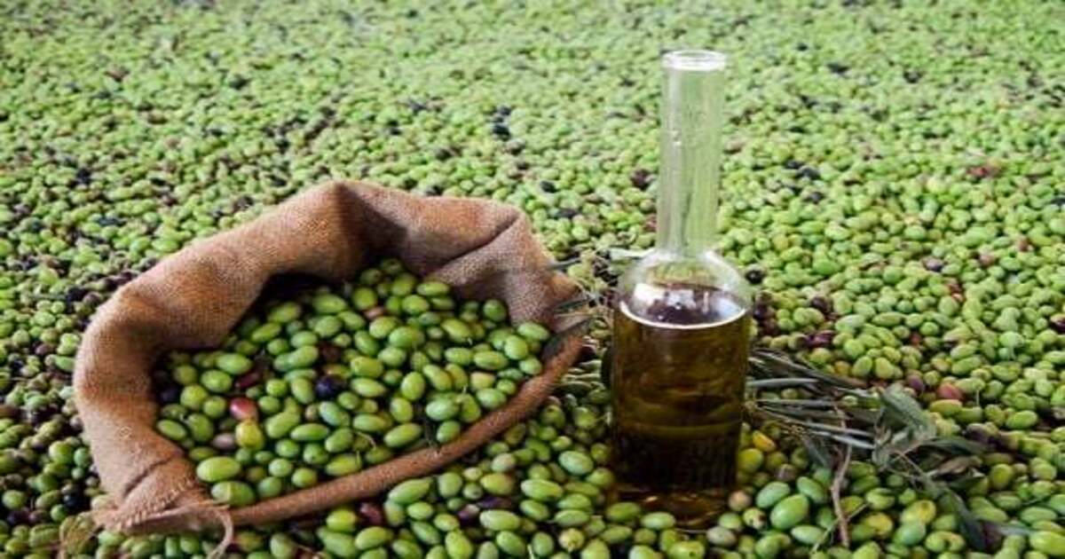 فرنسا تسحب زيتونا مغربيا من الأسواق بسبب مادة سامة ثلاث مرات فوق الحد المسموح