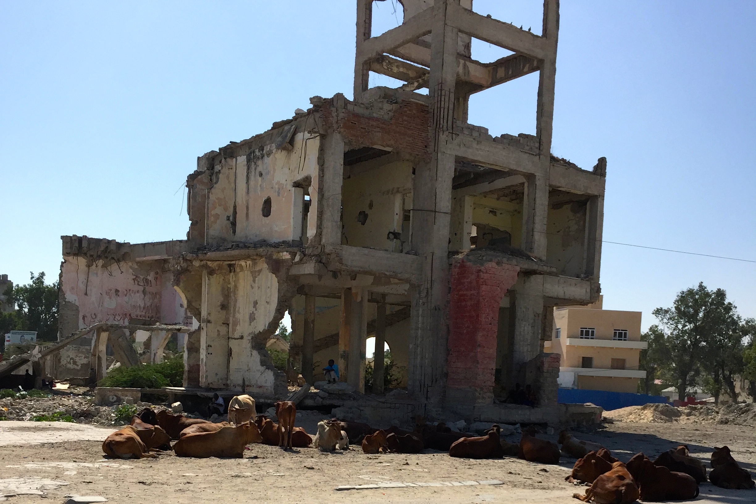 Herd of cows/bombed out parliament building