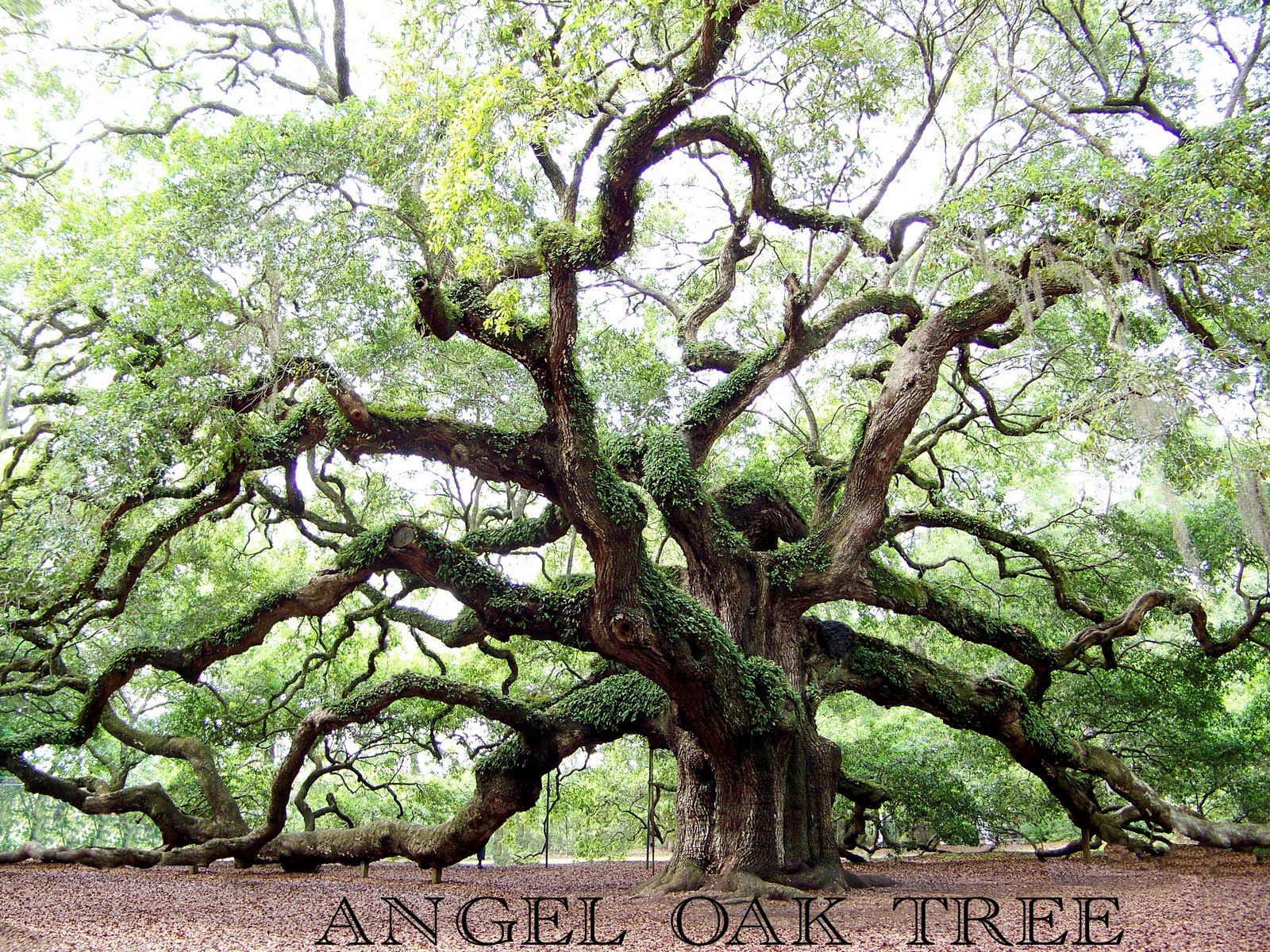 Oak tree