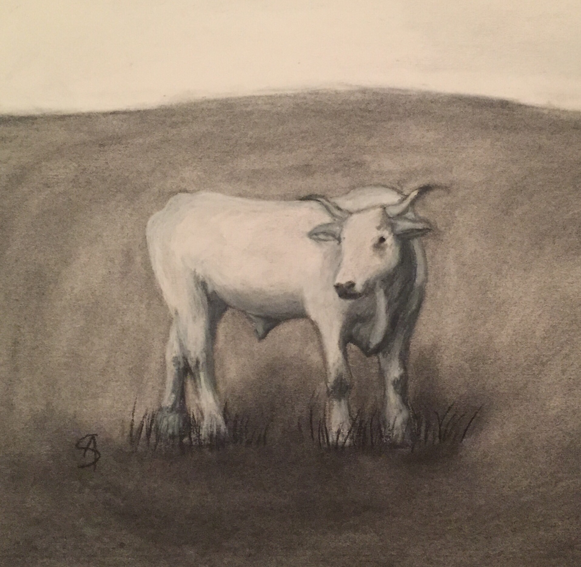 A commissioned charcoal portrait of a beloved pet steer.