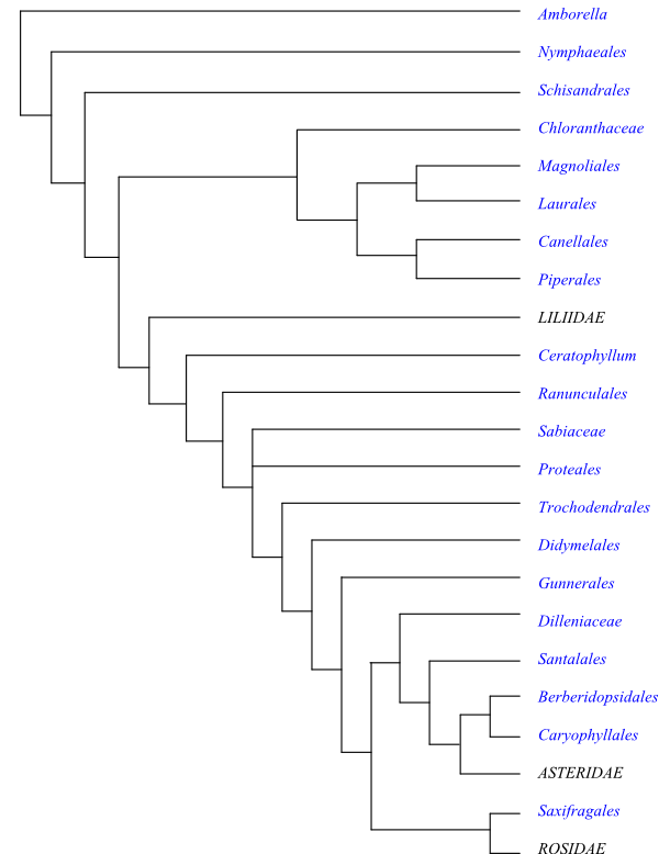 Magnoliopsida Mojliga Synapomorfier Ar Roda Och Fetstilta