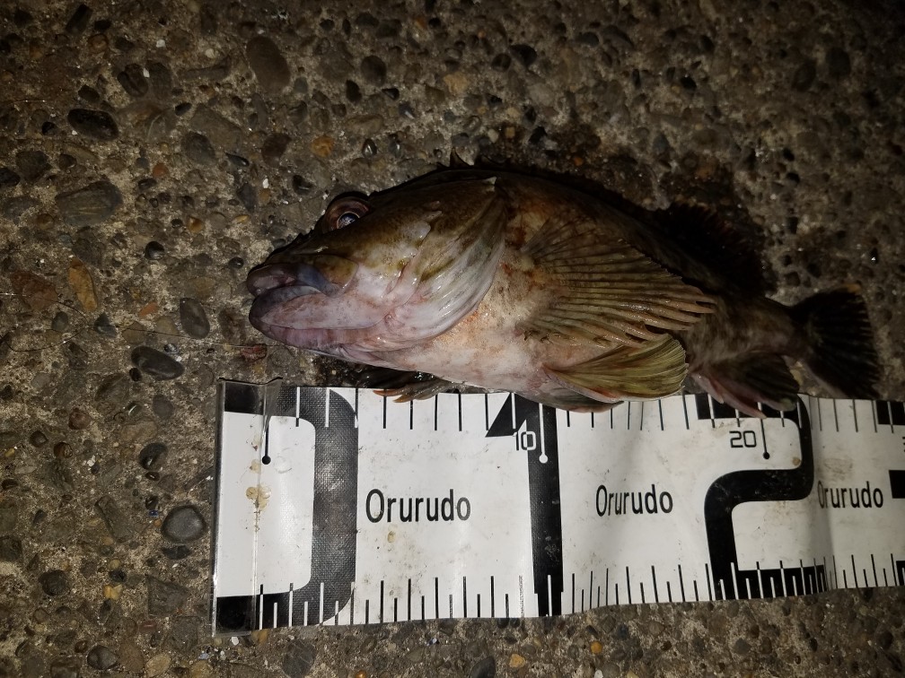 ふれーゆ裏の釣りポイント夜釣りにて横綱級の尺カサゴを釣り上げた話