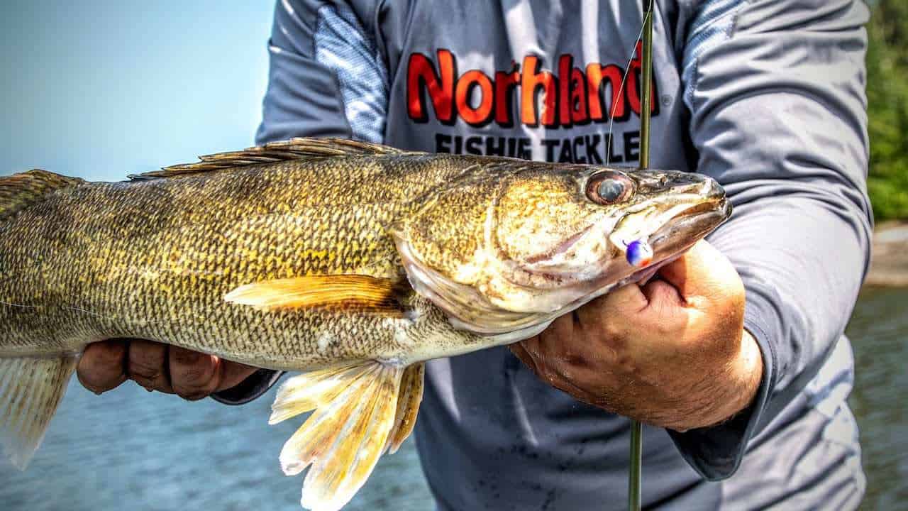 Best walleye lures