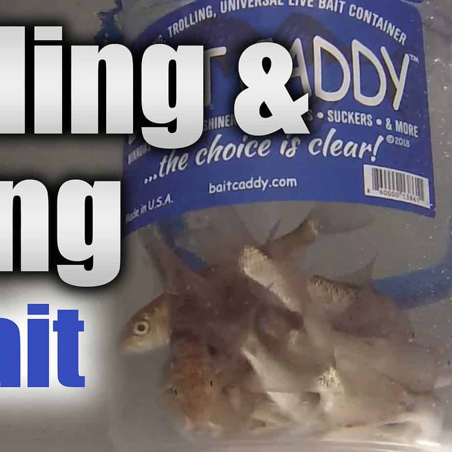 Live Bait Storage And Handling AnglingBuzz