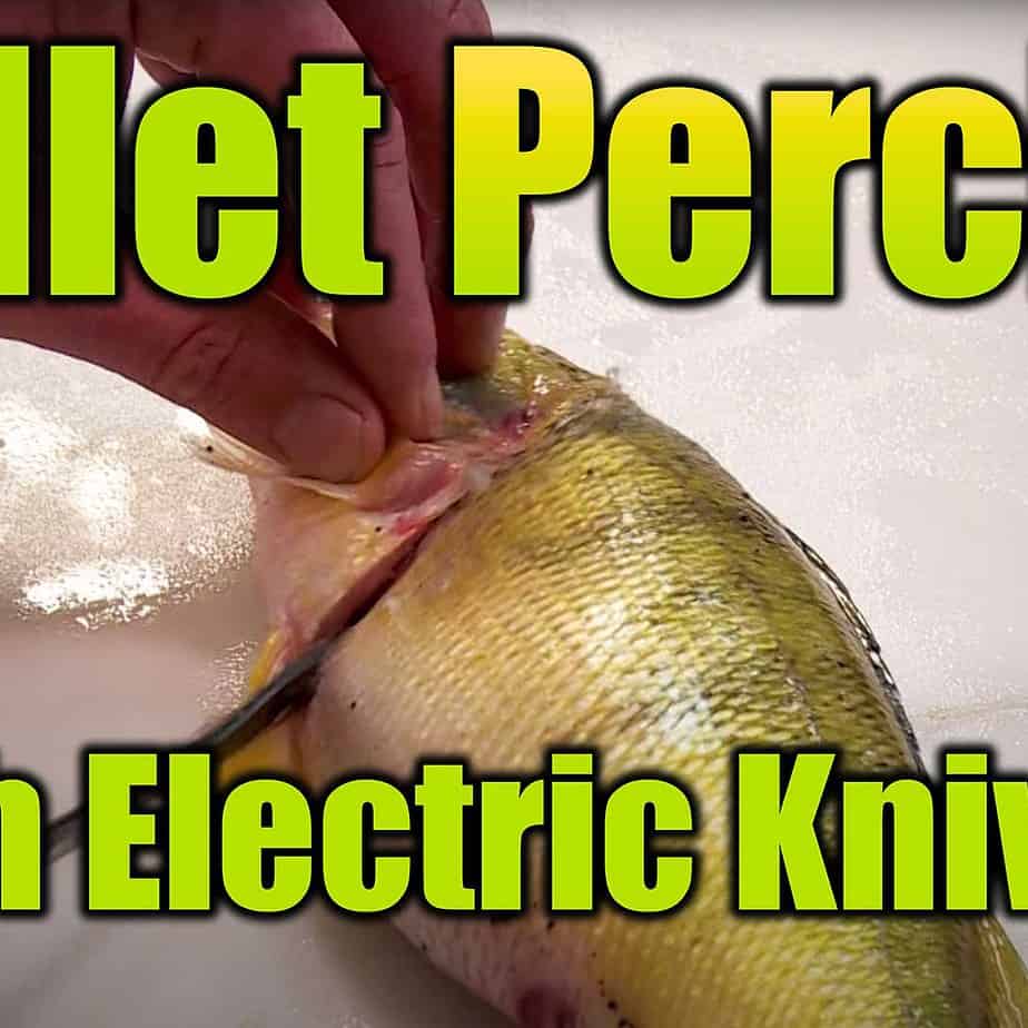 How To Fillet Perch With Electric Knives AnglingBuzz