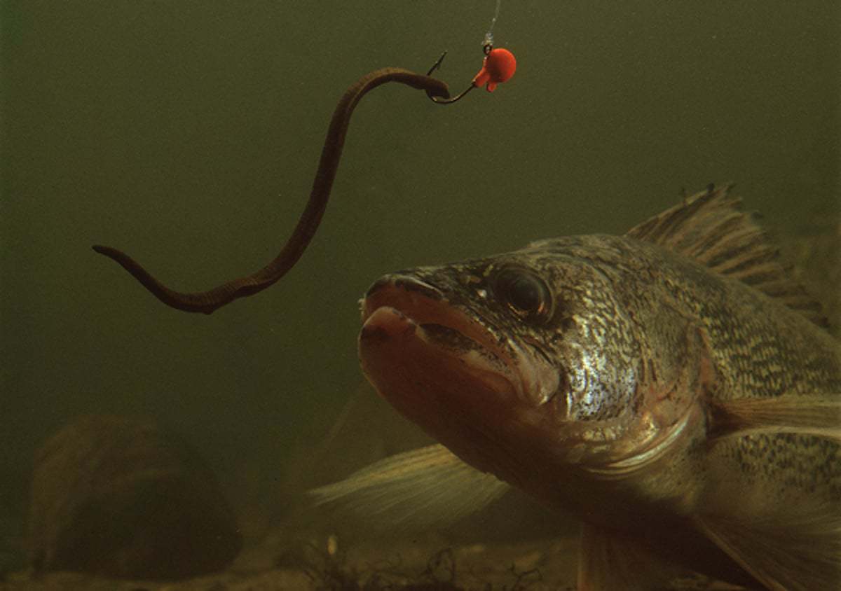 Leeches Vs Minnows Vs Nightcrawlers For Walleye Fishing