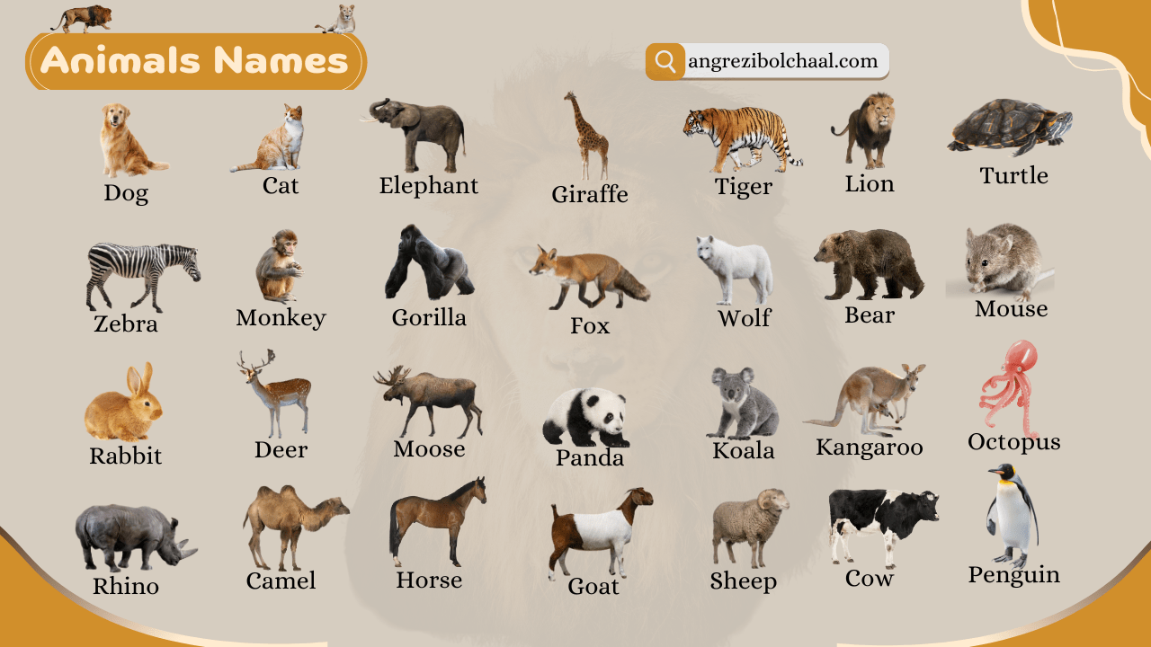 250 + animals names in english included pictures
