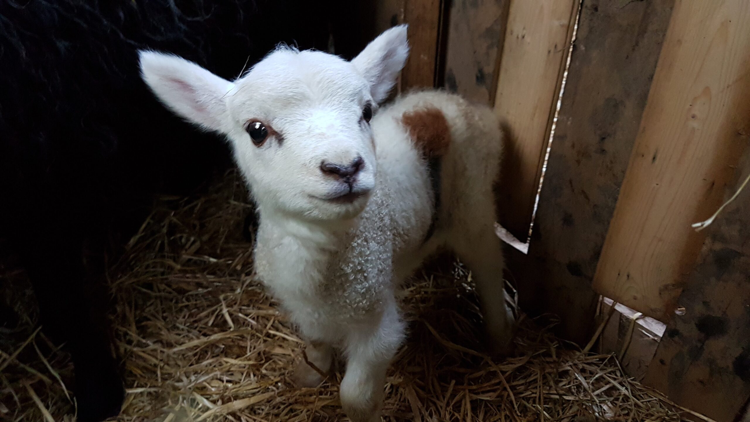 Facts about sheep - lambs are cute!