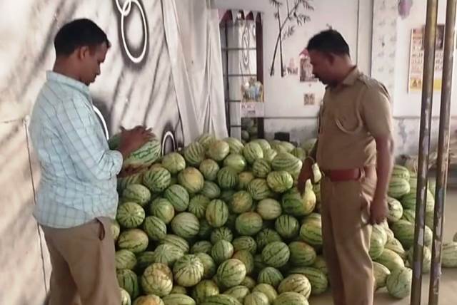 இயற்கை உரங்களை பயன்படுத்தி விளைவிக்கப்பட்ட தர்பூசணி